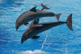 Dolphins by Dean Bertoncelj